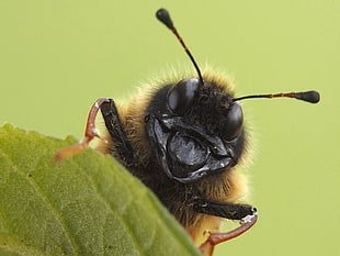 Tilt shift photography of a Hornet HD wallpaper